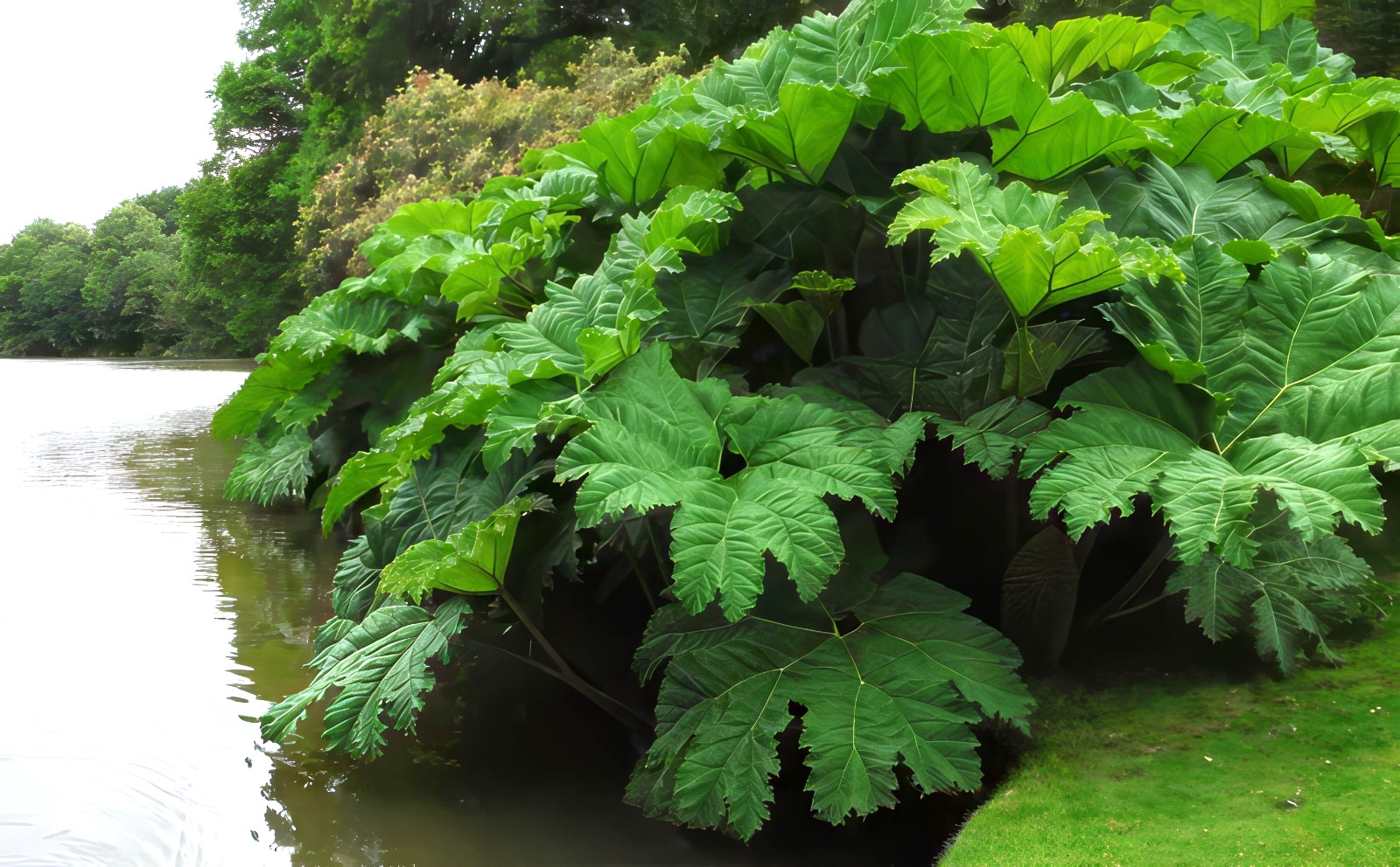 GUNNERA MANICATA SEEDS “Dinosaur Food” Giant Hardy Exotic Flower Plant RARE!