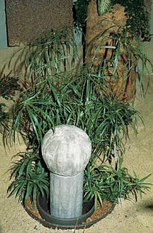 Cyperus Umbrella Plant Annual Seeds