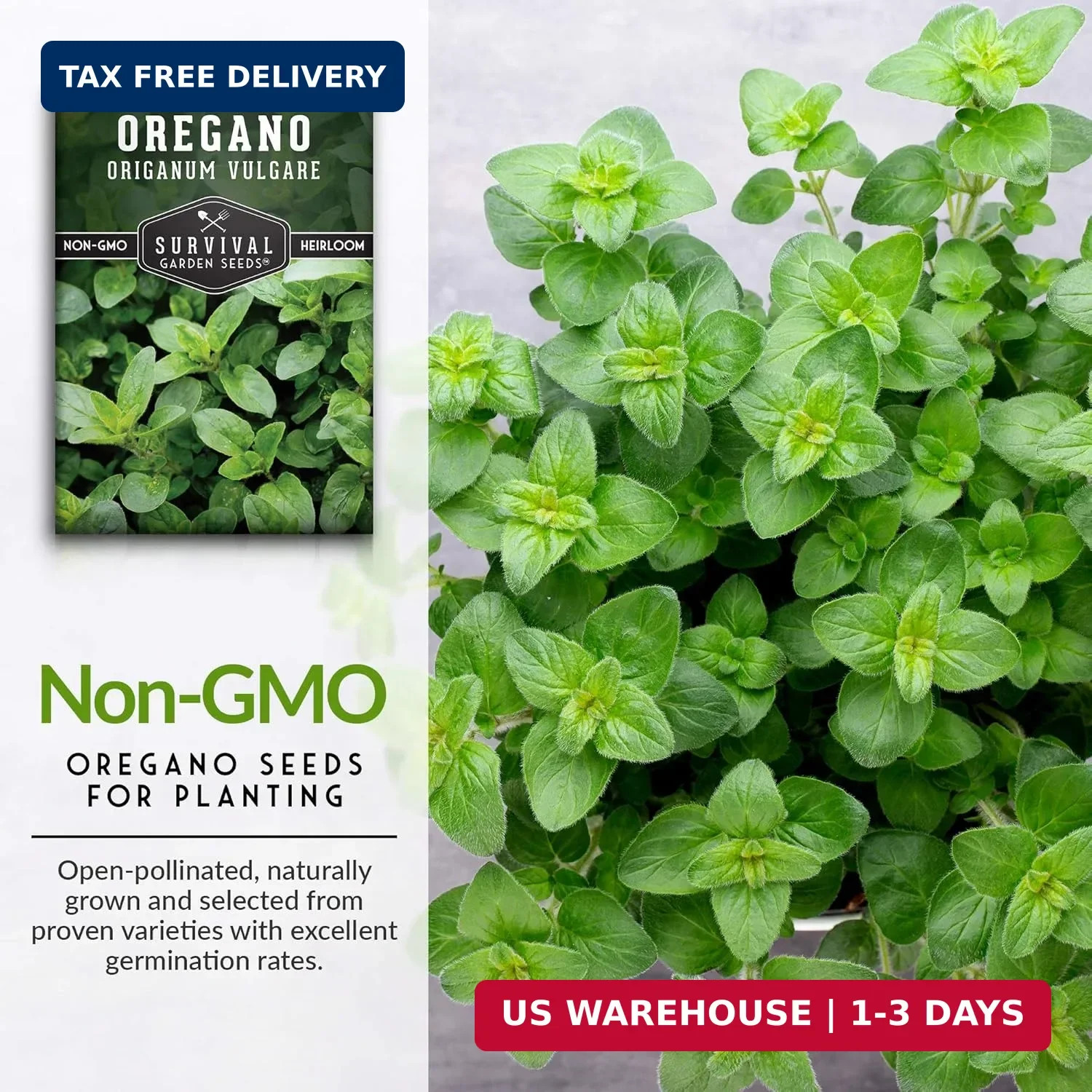 Oregano Seeds for Planting – Origanum Vulgare Culinary Herb for Italian Dishes –
