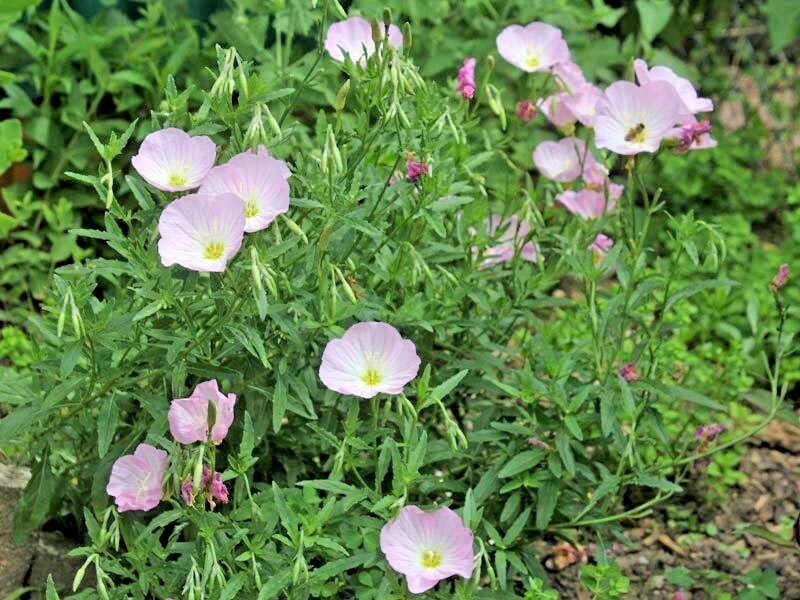501+SHOWY Mexican EVENING PRIMROSE Seeds Groundcover Container Flower Garden