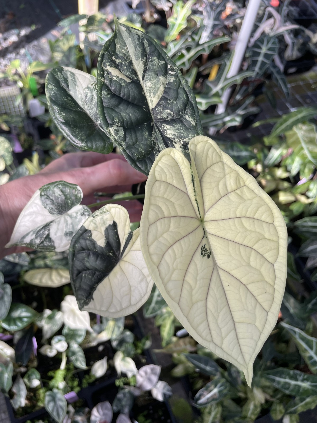 Alocasia Dragon Scale Albo Variegated 2.5″ pot, Fedex 2day*