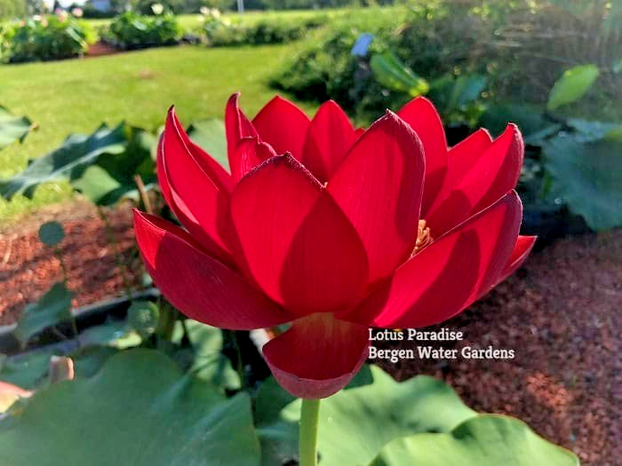 5 RED LOTUS SEEDS – Nelumbo Nucifera