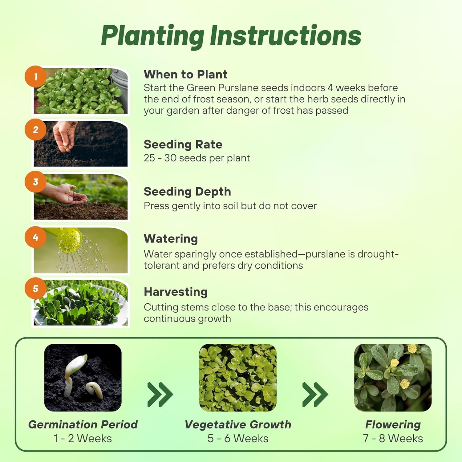 10000 Seeds Portulaca Green Purslane Herb Garden Plant Seeds