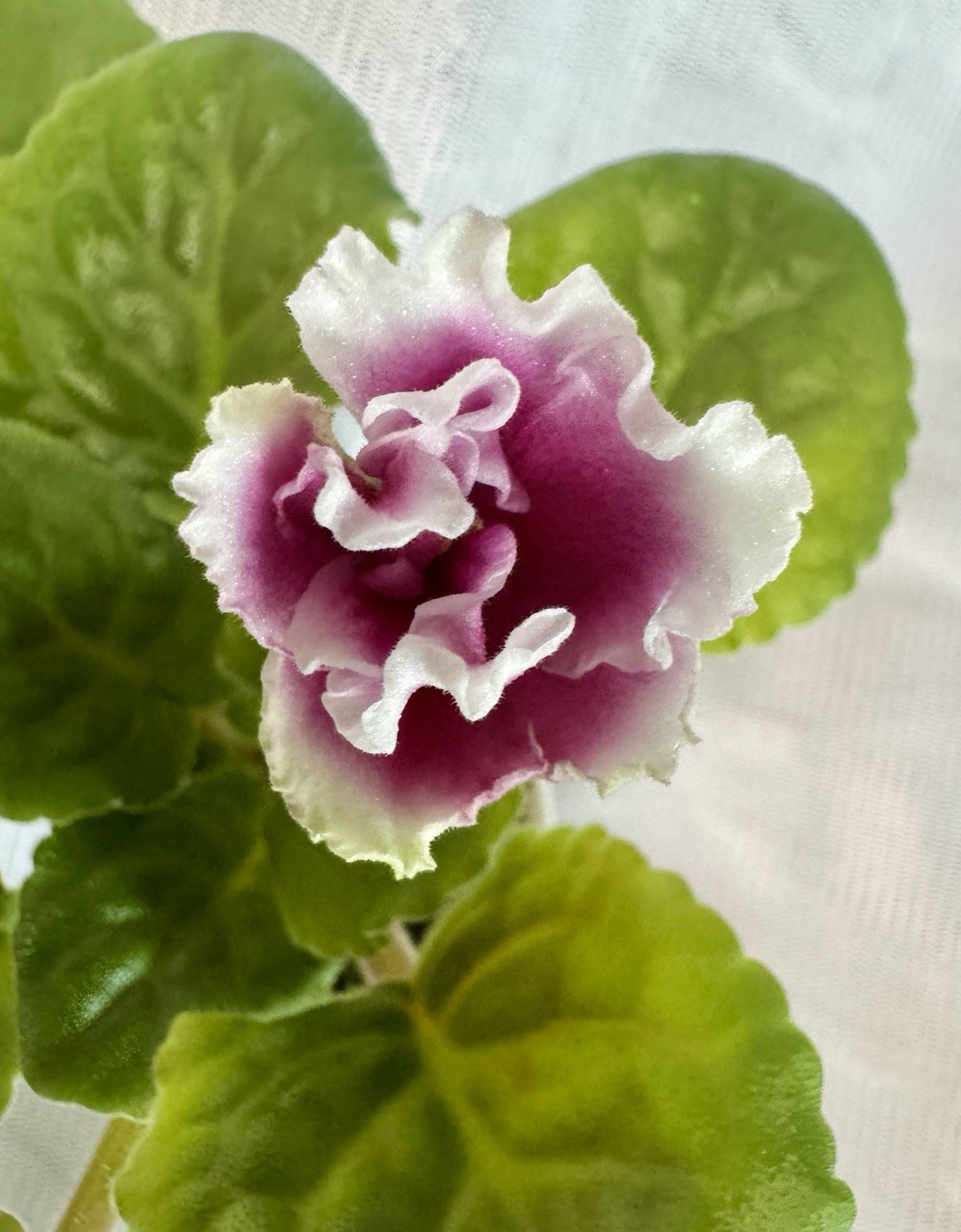 African violet VV Rajskij Smak /Heavenly Delights Starter