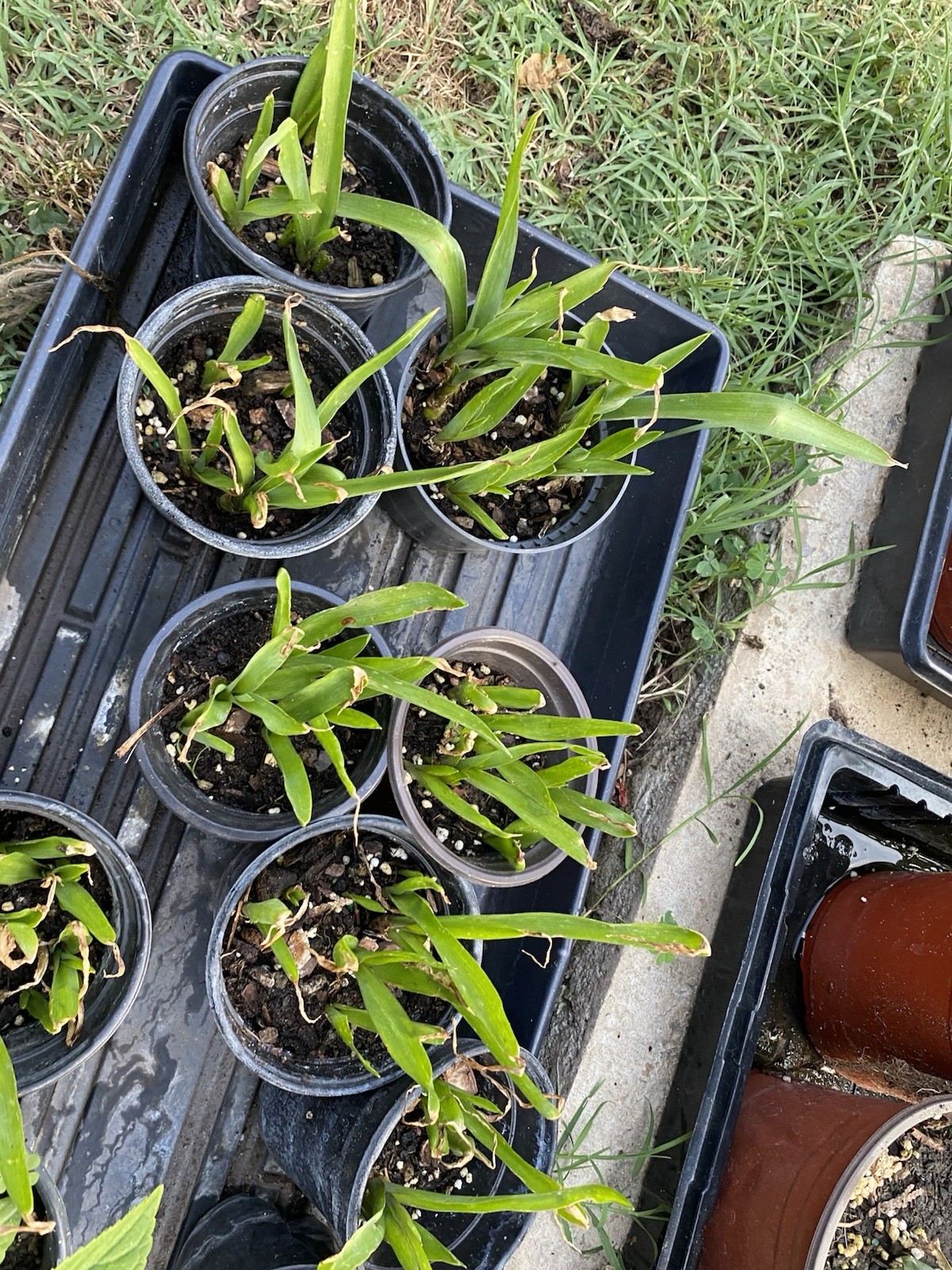 Tuberose Rojnigondha Mexican Tuberose 5- Plants Similar to Pictures