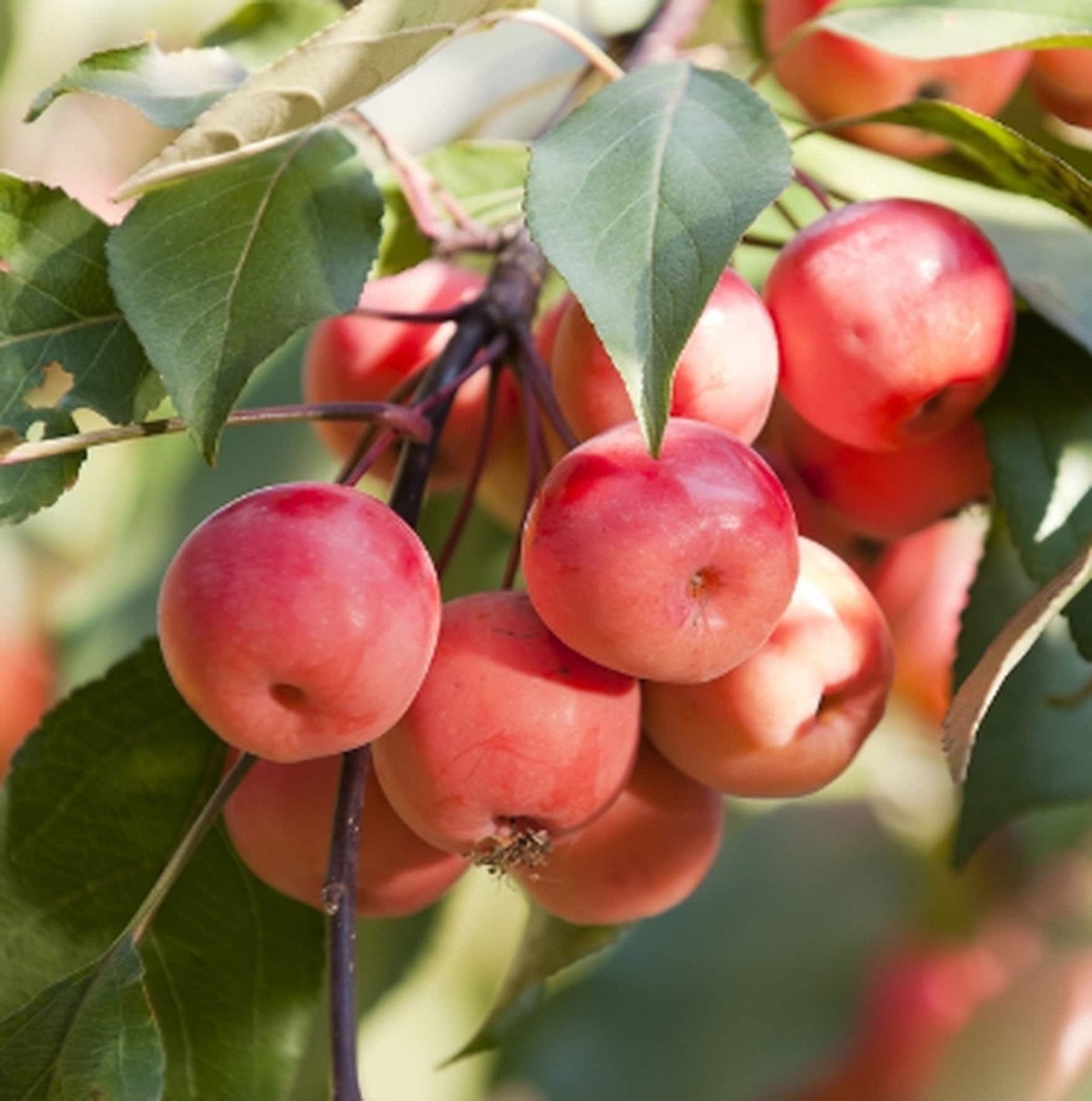 8-12” tall Dolgo Crabapple Apple Tree grafted potted