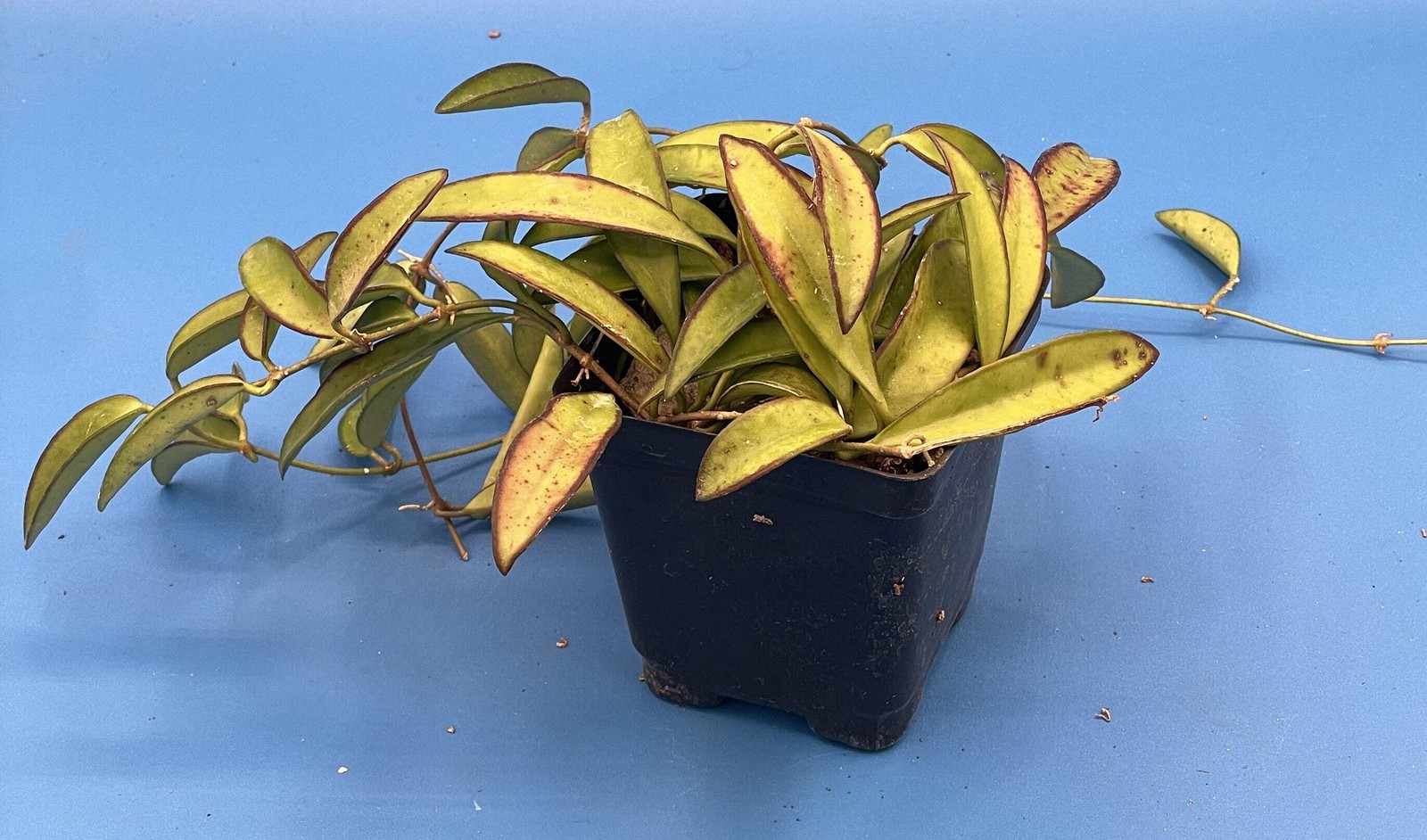 Hoya Wayetii – Rooted In 3.5″ pot – Wax Plant – Multiple Nodes!
