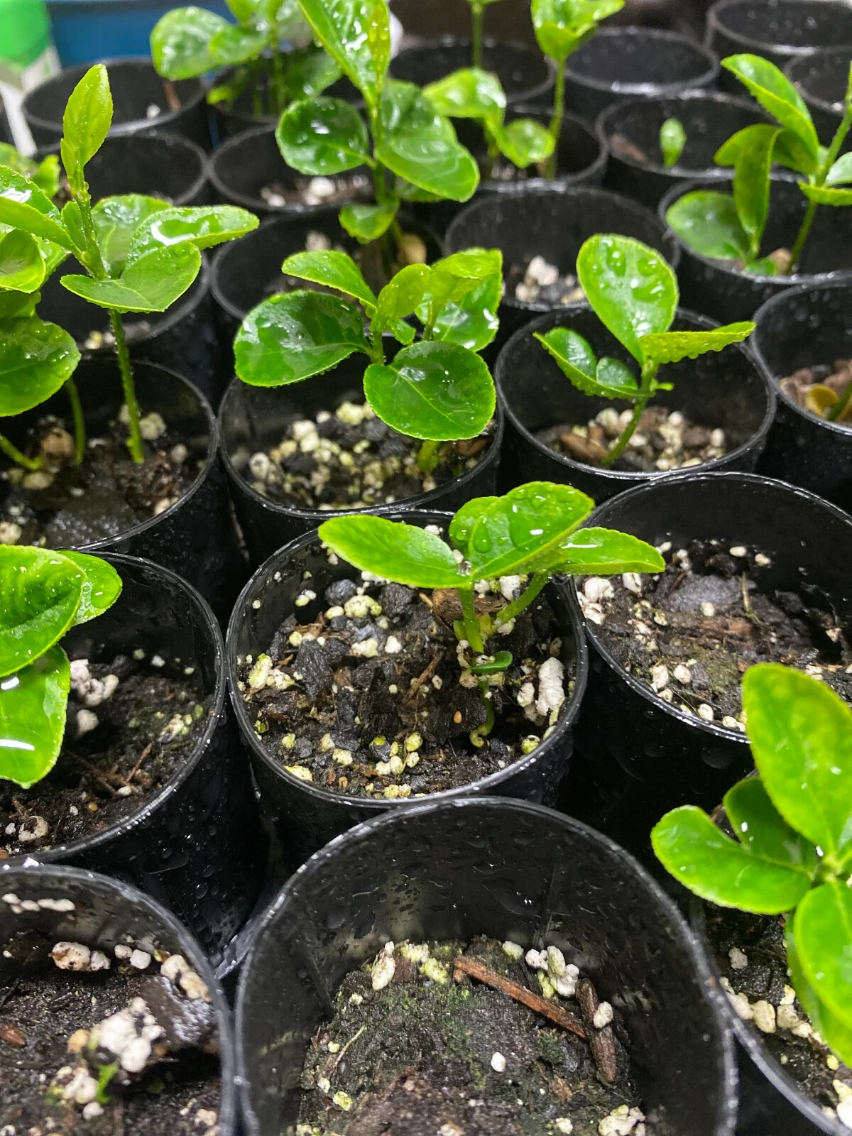 Mexican Key Lime Tree 3-4″ – Live Plant – Sapling