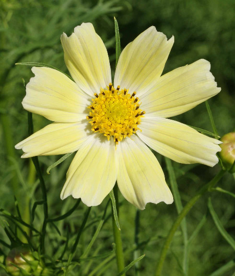1000 Yellow Cosmos Flower Seeds Bipinnatus