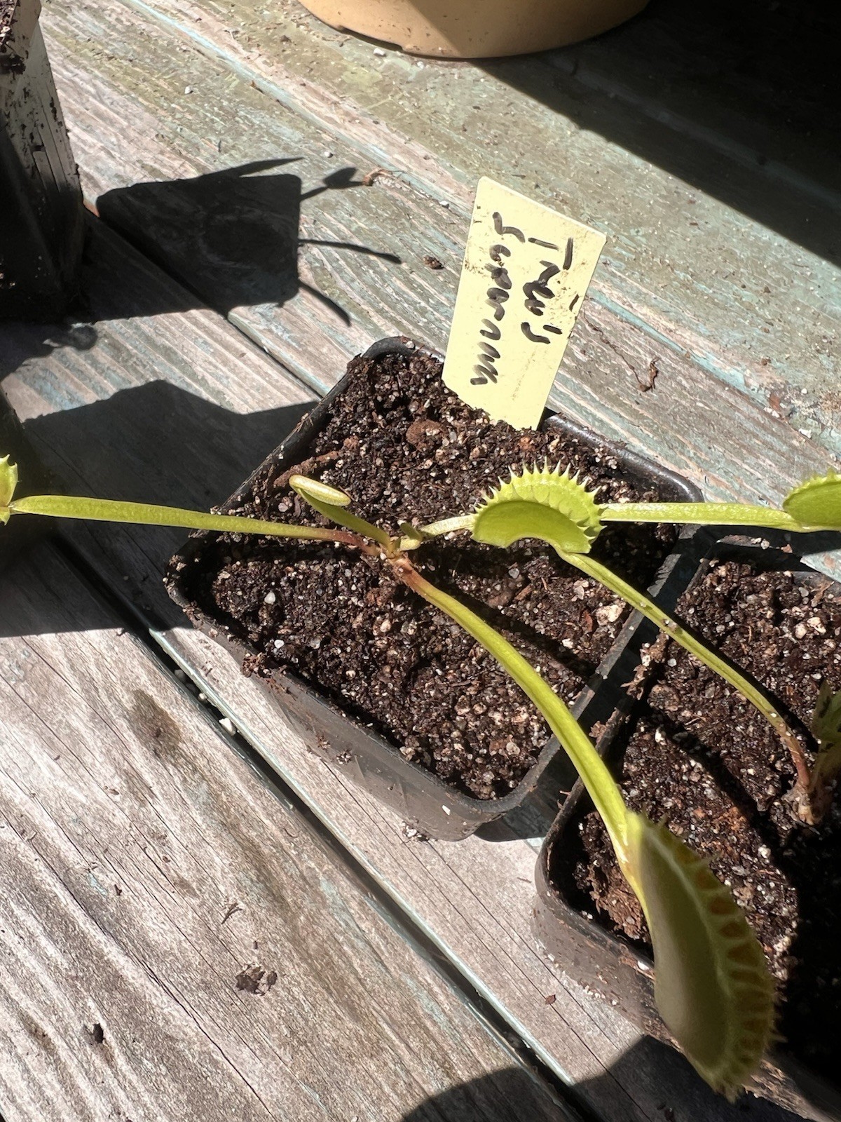 Dionaea Muscipula Venus Flytrap Trev’s Supernova Medium Division