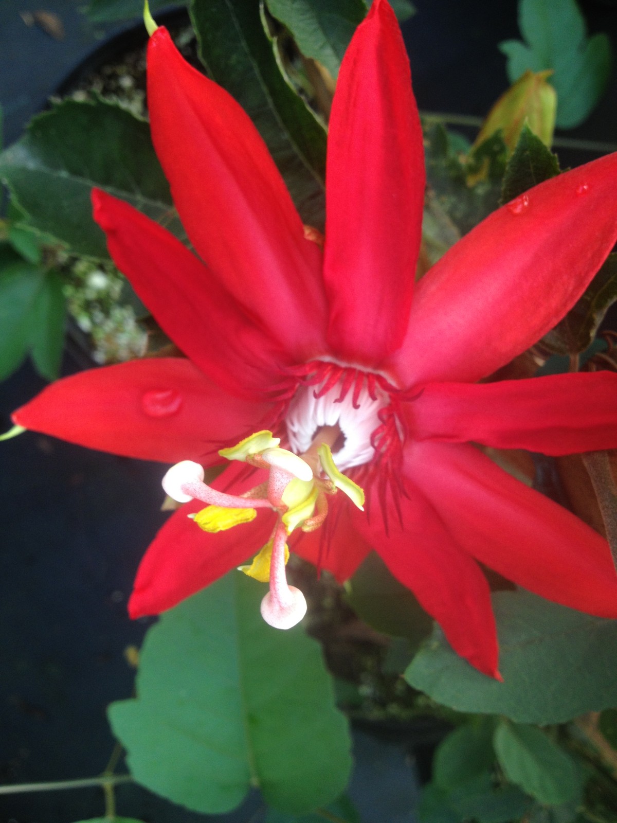 SCARLET FLAME Red Passion Flower Vine Live Plant Passiflora Hybrid