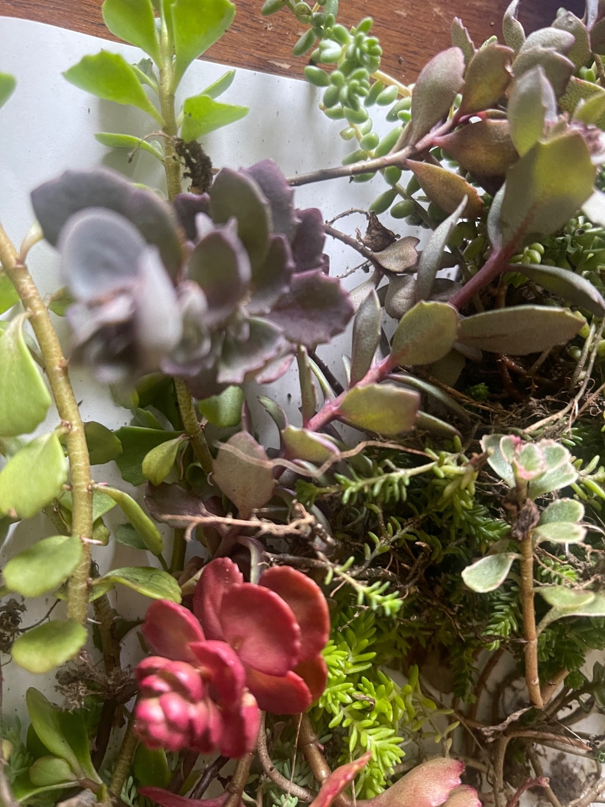 25+ Sedum Succulent Cuttings – 5-8 Varieties – Mixed Stonecrop – Easy to Root