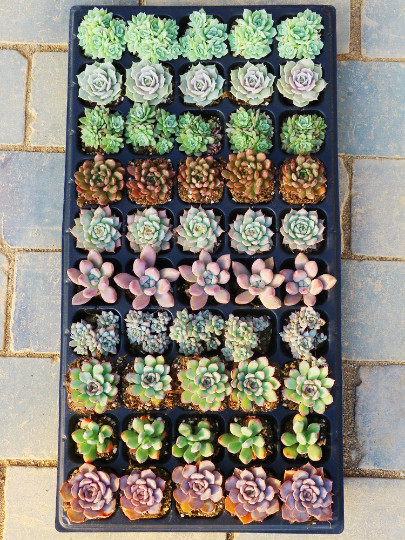 50 Packs Live Assorted Rosette Echeveria Succulent Plants rooted in 2” planters