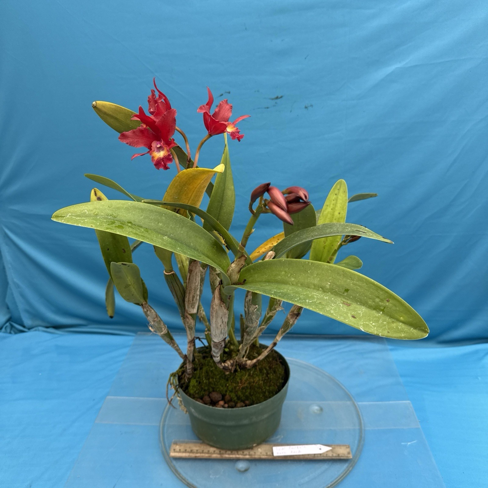 Cattleya Lcn Pauka’a Earl Reid Fragrant Blooming Red Orange Purple Orchid 9” Pot
