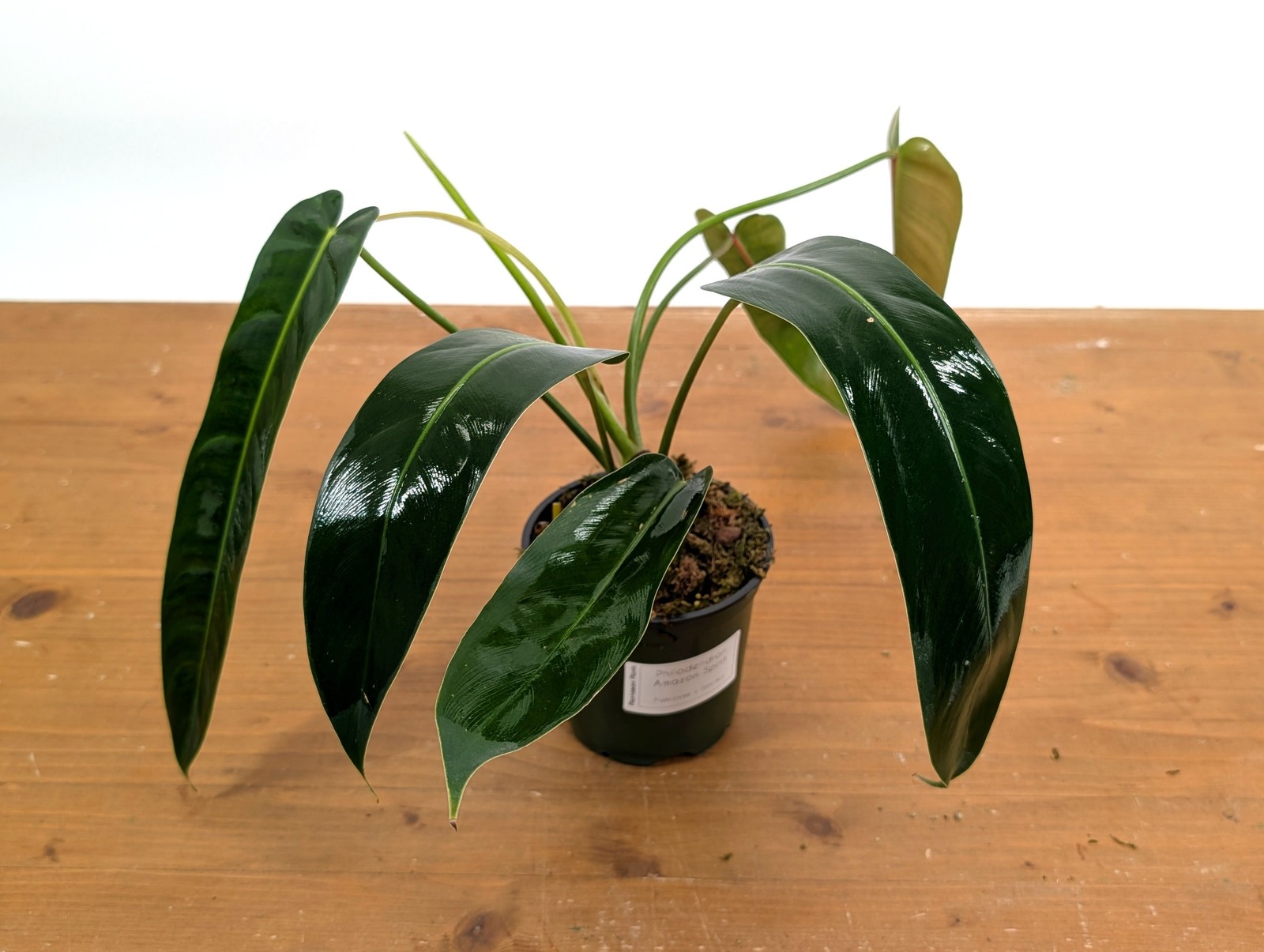 Philodendron Amazon Spirit – (P. Patriciae x Spiritus Sancti)