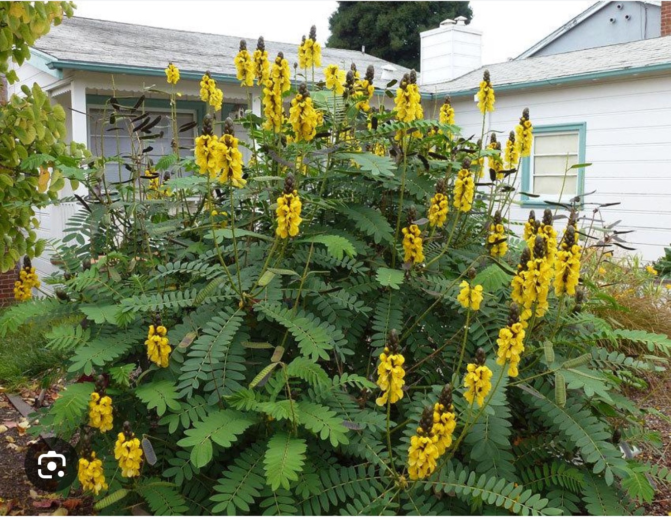 Popcorn Cassia Senna didymotbotrya Plant~Small Starter Plant~SMELLS LIKE POPCORN