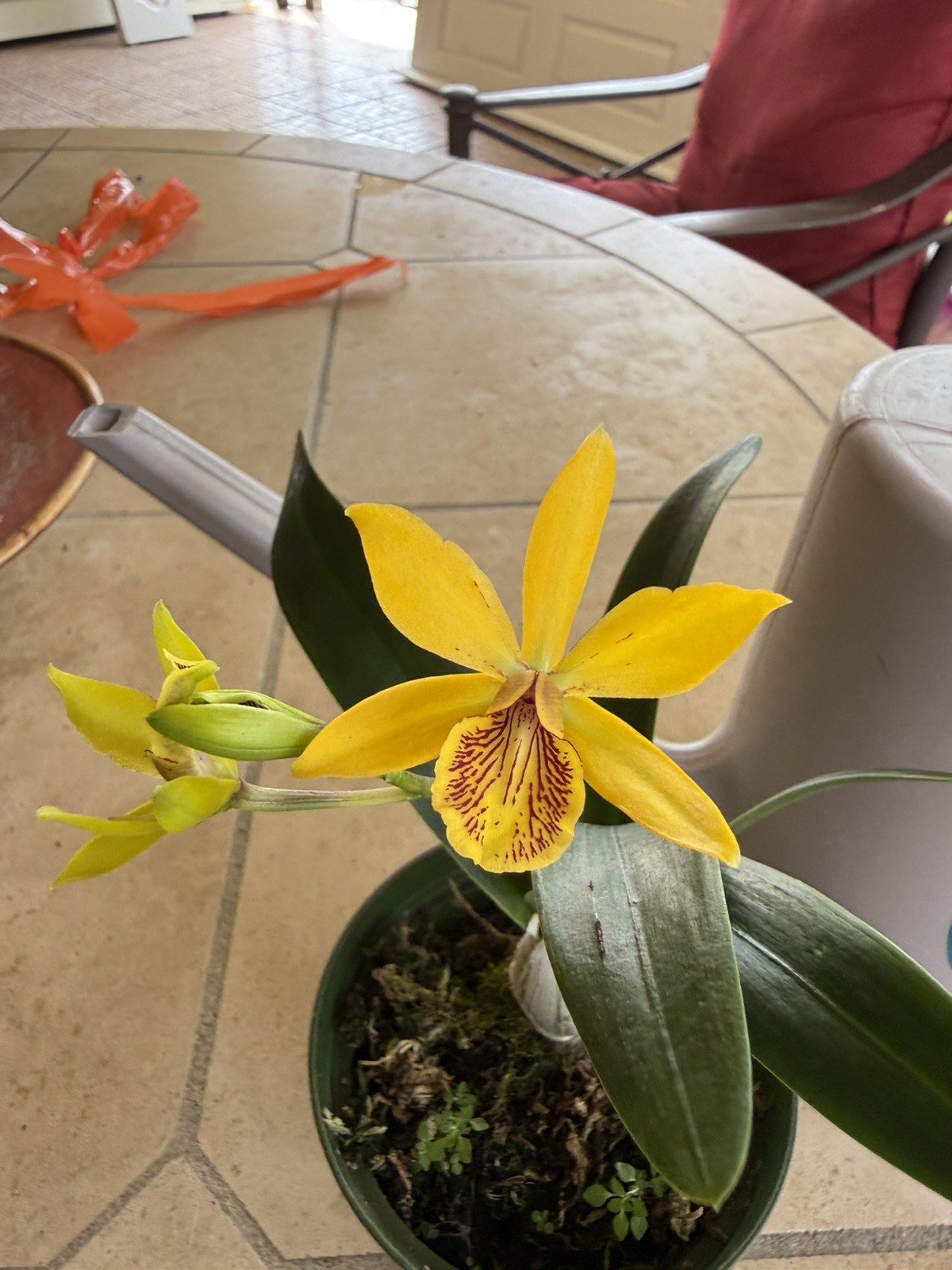 Epc. Kyoguchi ‘Happy Field’ x self | BS not in bloom | 3″ pot