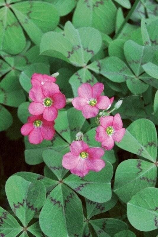 Oxalis Tetraphylla DEPPEI Shamrock/Wood Sorrel (Bulb/Not Plant) – US Seller!