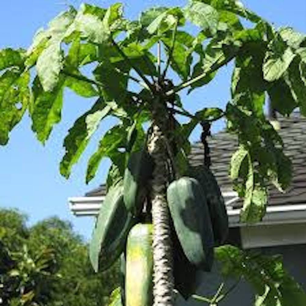 1 Mountain Papaya Babaco Starter Plug Bare Root Vasconcellea × heilbornii
