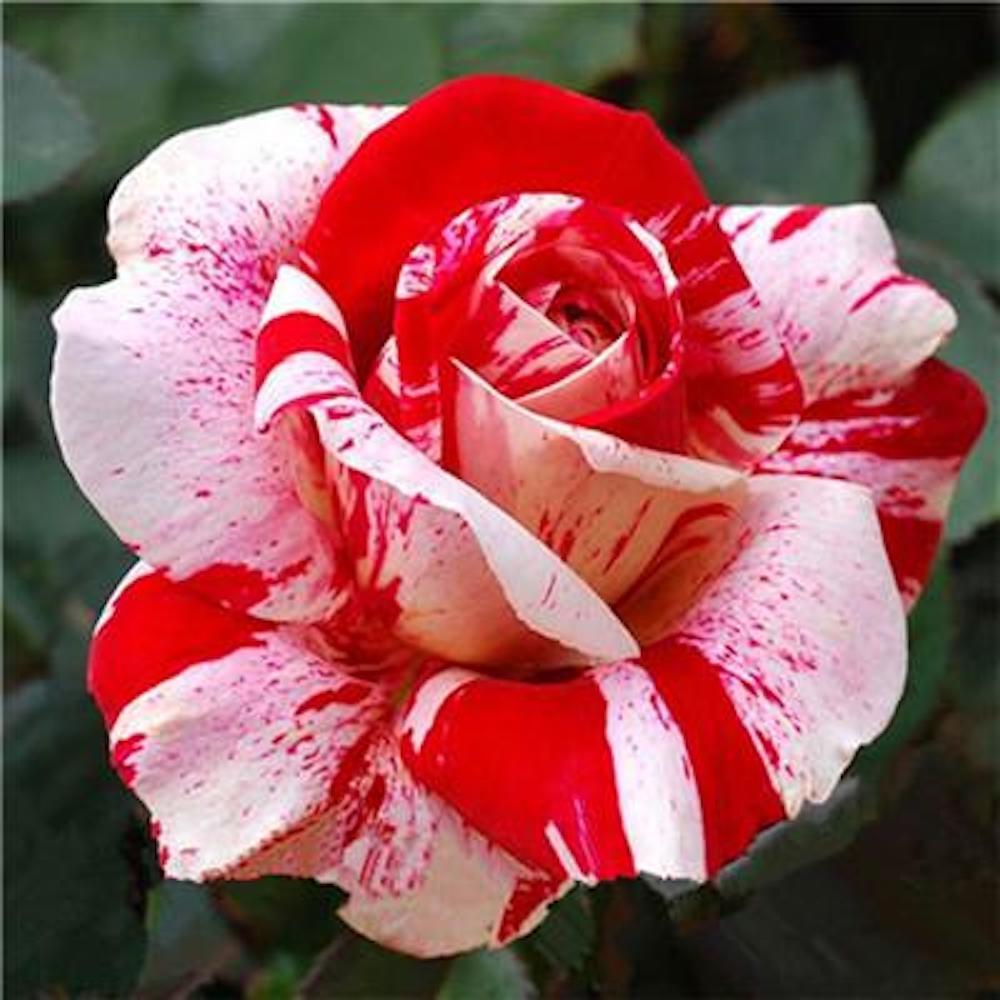 25pc TIGER DRAGON ROSE SEEDS Garden Flower rare exotic USA seller FREE shipping