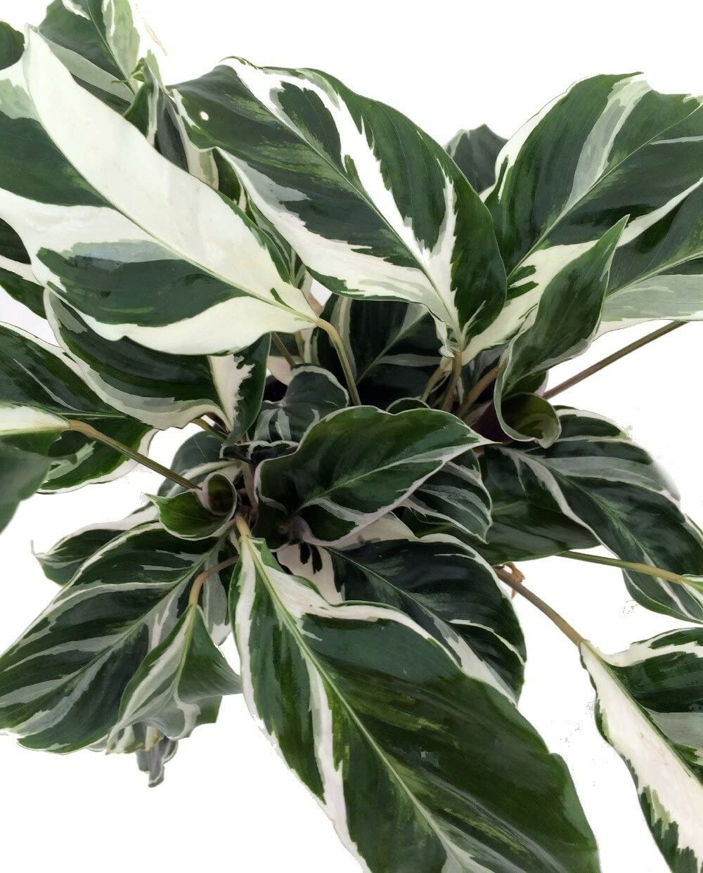 Calathea Fusion White Peacock Live Plant Indoor Easy Houseplant 4″ Pot