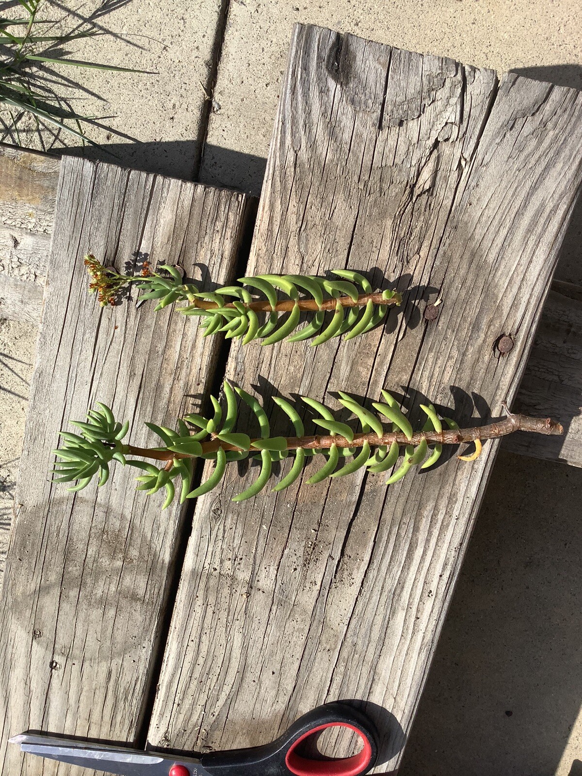 Mini Pine Tree Succulent- Crassula tetragona 7 live cuttings 5-8 Inches length