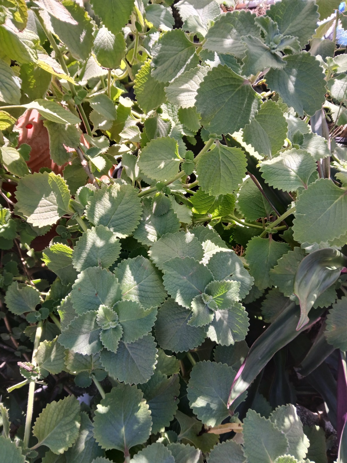2 Organic Gro tin The Miracle Herb plant 6-9 Inch tall