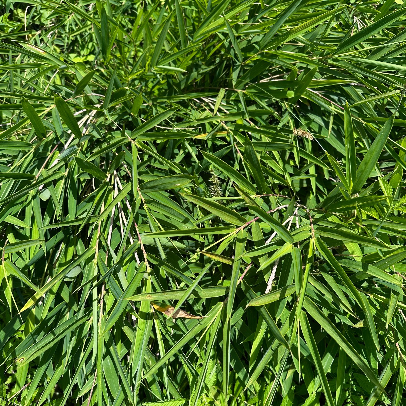 Arundinaria gigantea – Clay County, NC – Giant River Cane – Rooted Division
