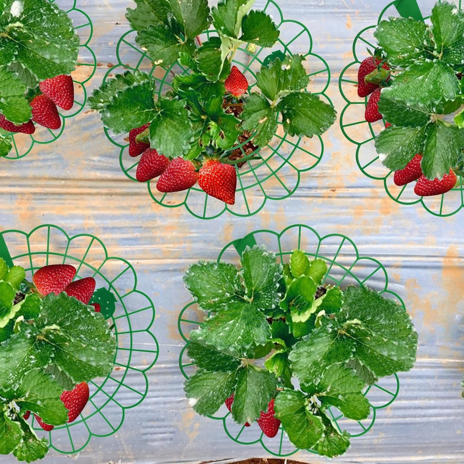 Flexible 6 Pack Strawberry Supports with Easy Locking for Mess-Free Gardening