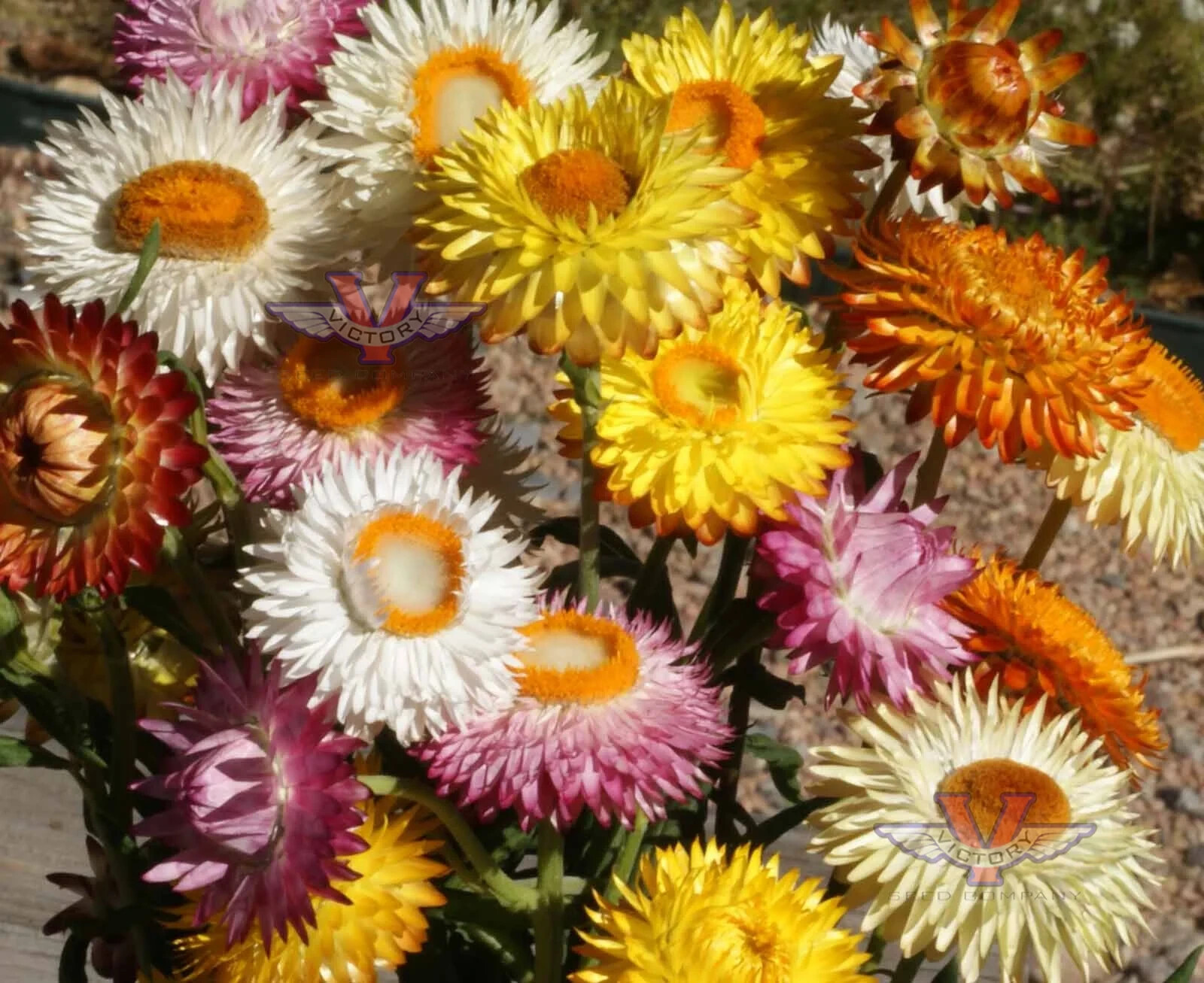 Dwarf Strawflower Mix Seeds, Helichrysum, Paper Daisy, Everlasting, FREE SHIP