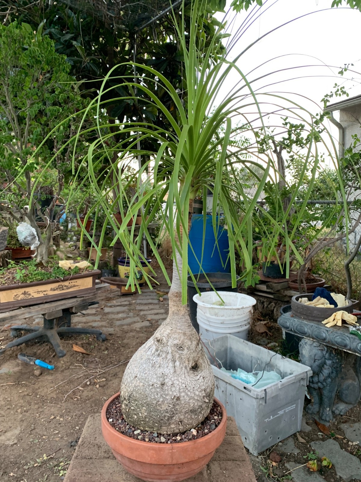 Old Ponytail Palm Bonsai Tree !