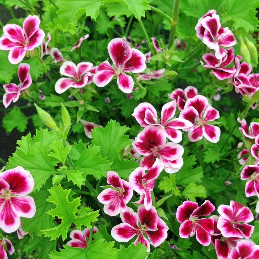 4 Mixed Clerodendrum Bleeding Heart Plants Live 5-10 Inch, Bell Flowers