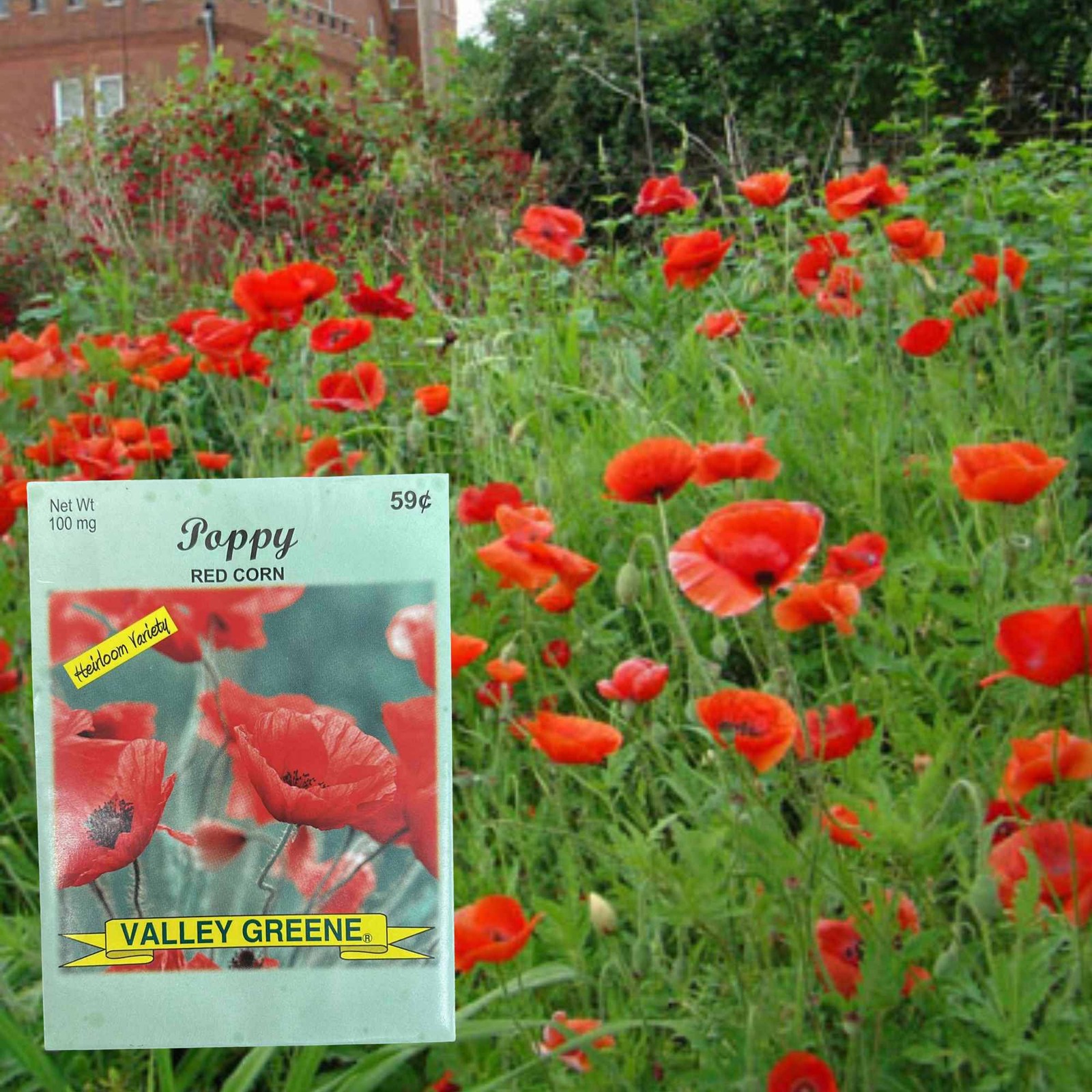Valley Greene 100mg Red Corn Poppy Seeds: 2 Pack