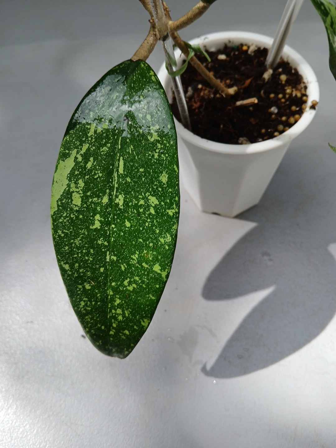 #397- HOYA VIETNAM SPLASH LIVE PLANT, LARGE LEAF,