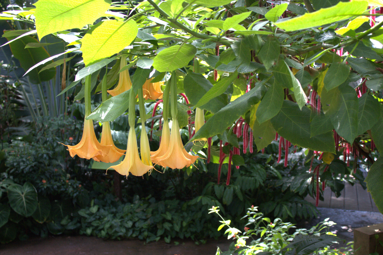 Orange Angels Trumpet – 10 Rare Seeds See Description Below