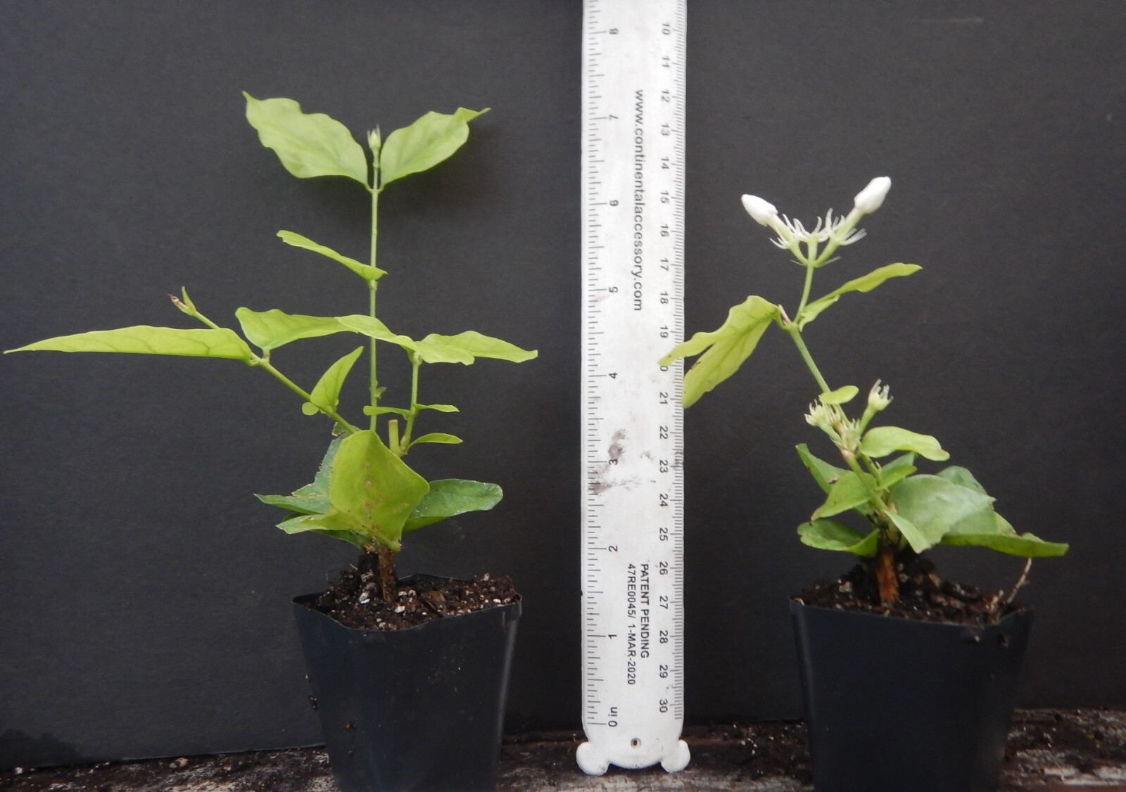 MAID OF ORLEANS JASMINE~Jasminum sambac~~Rooted STARTER Plant~Extremely Fragrant