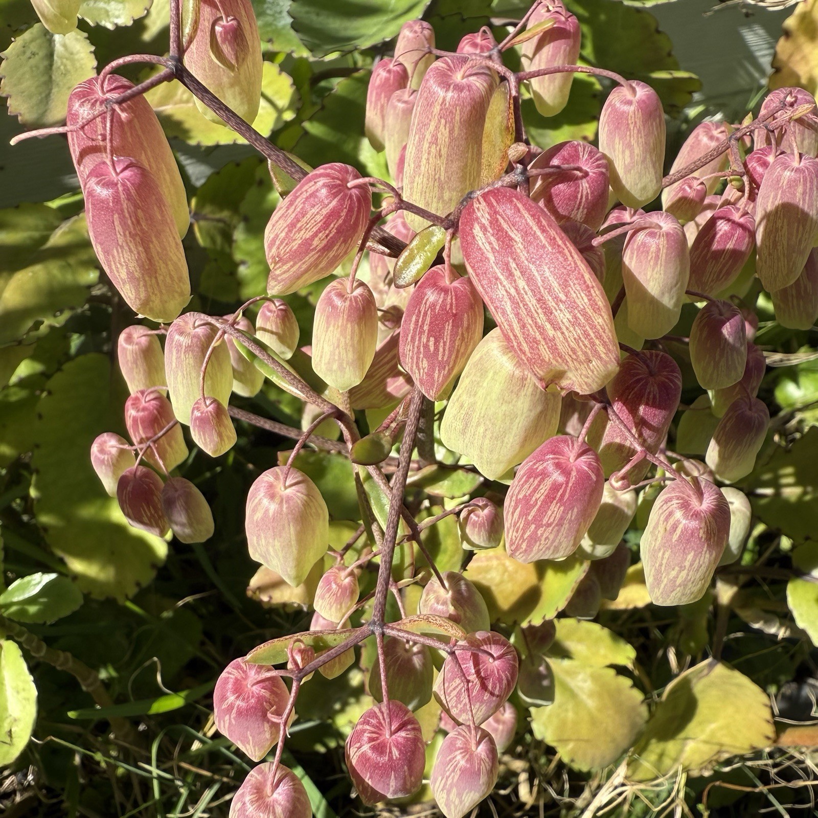 Leaf of Life – Fresh Kalanchoe Pinnata Leaves for Propagation (4 Leaves)