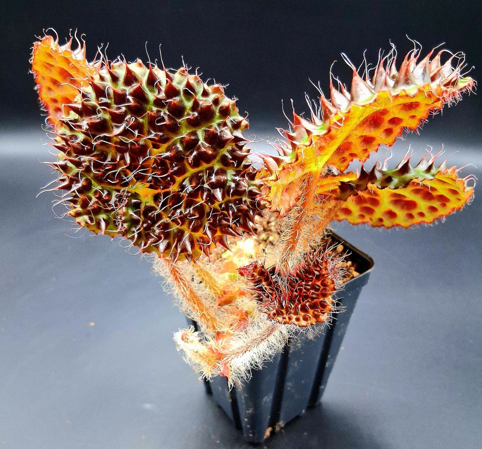 Begonia Melanobullata, Exact Plant!!!!