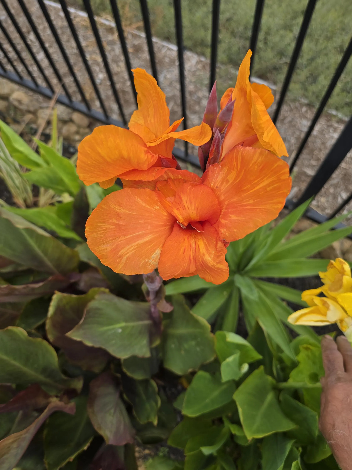 Canna Lily Wyoming Rhizomes – Orange Blooms, Burgundy Foliage – 2-Rhizomes
