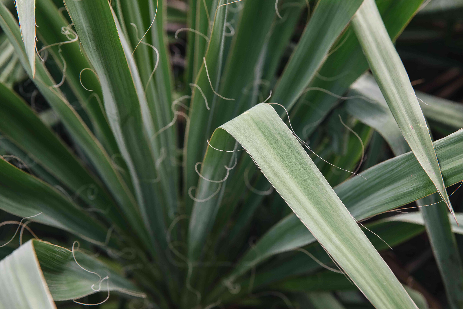6 Adam’s Needle Yucca (Yucca Filamentosa) Bulbs/Rhizomes- Fresh & Ready To Plant