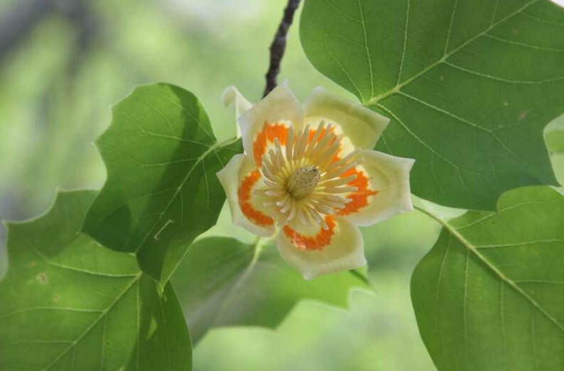 Tulip Poplar (Liriodendron Tulipifera) [APIARISTS,BEEKEEPING,NECTAR,NATIVE, 12+]