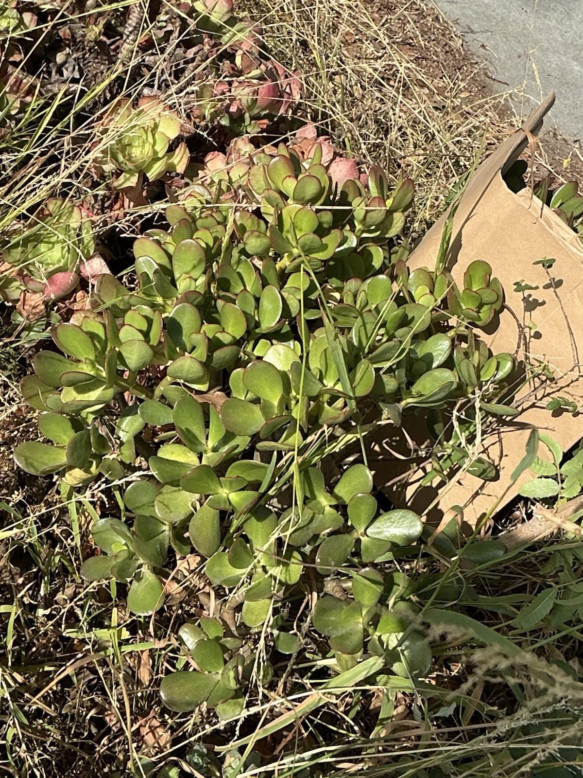 healthy jade plant with roots, Around 18” tall, rooted