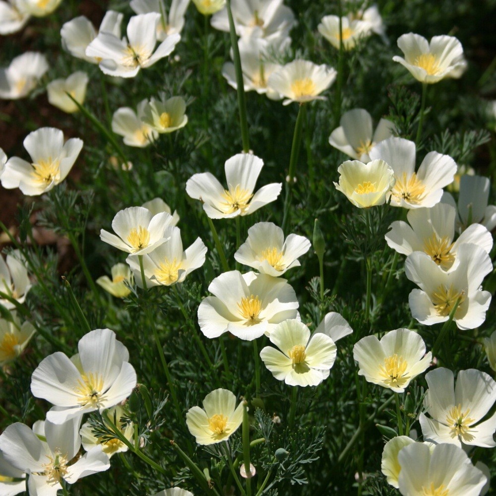 2,000 White Linen California Poppy Flower Seeds Eschscholzia Calif For Planting