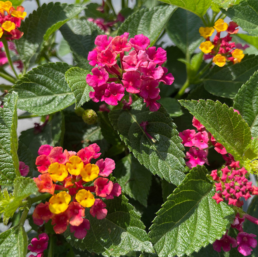 Set 2 Lantana Anne Marie Live Plants – 4-6″ Tall – Flowering Plant for Landscapi
