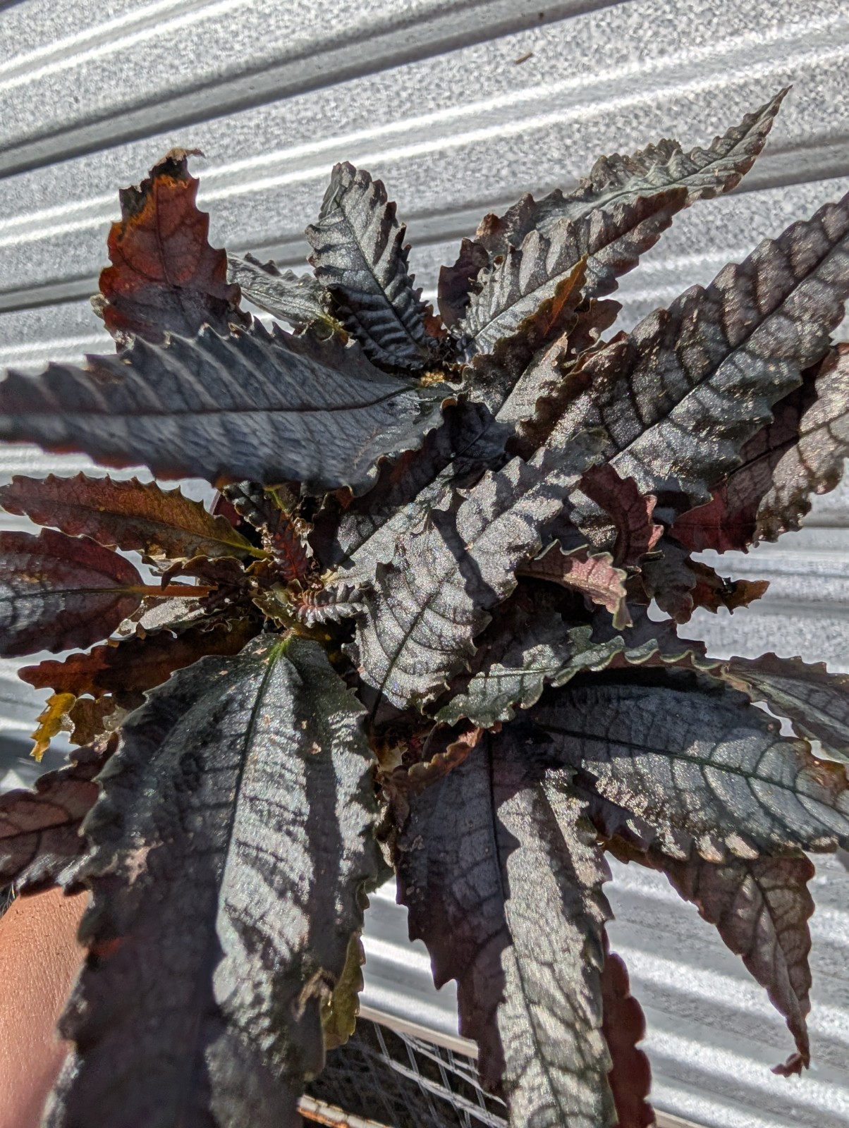 Weird Plant Bundle Of 8 Easy Care Beginner Friendly Plants Mystery Box Live Rare