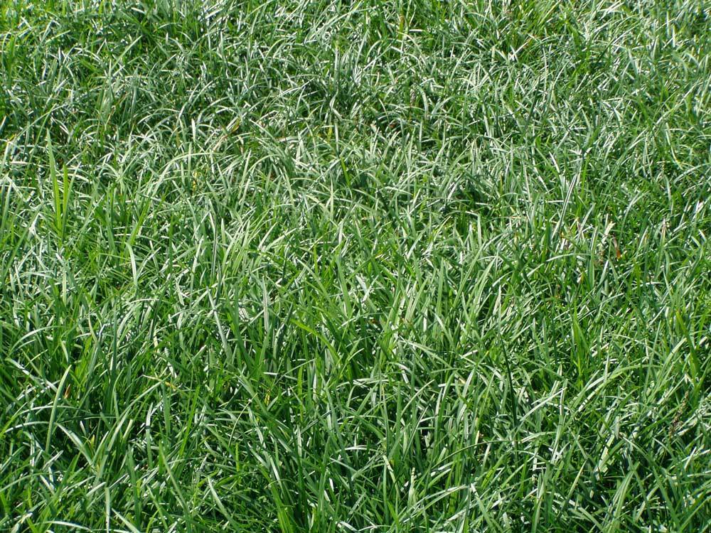 Liriope spicata 95 Plants in 2-1/2 inch Pots