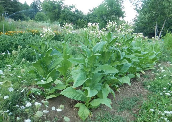 1000 Black Mammoth Tobacco Seeds ~ Heirloom Nicotiana Tabacum ~ Pipe and Snuff