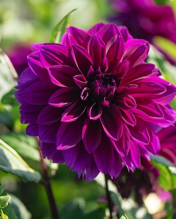 2 Dahlia Dinnerplate Thomas Edison Live Flower Plant Bulbs/ Tubers Velvety Bloom
