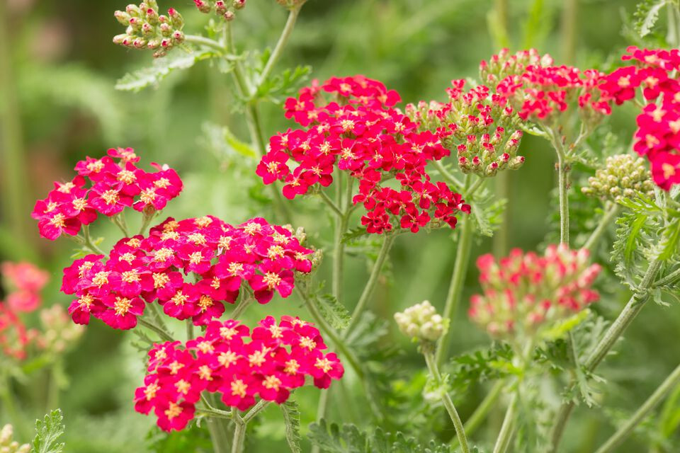 Yarrow Paprika 25 Plants in 3-1/2 inch Pots