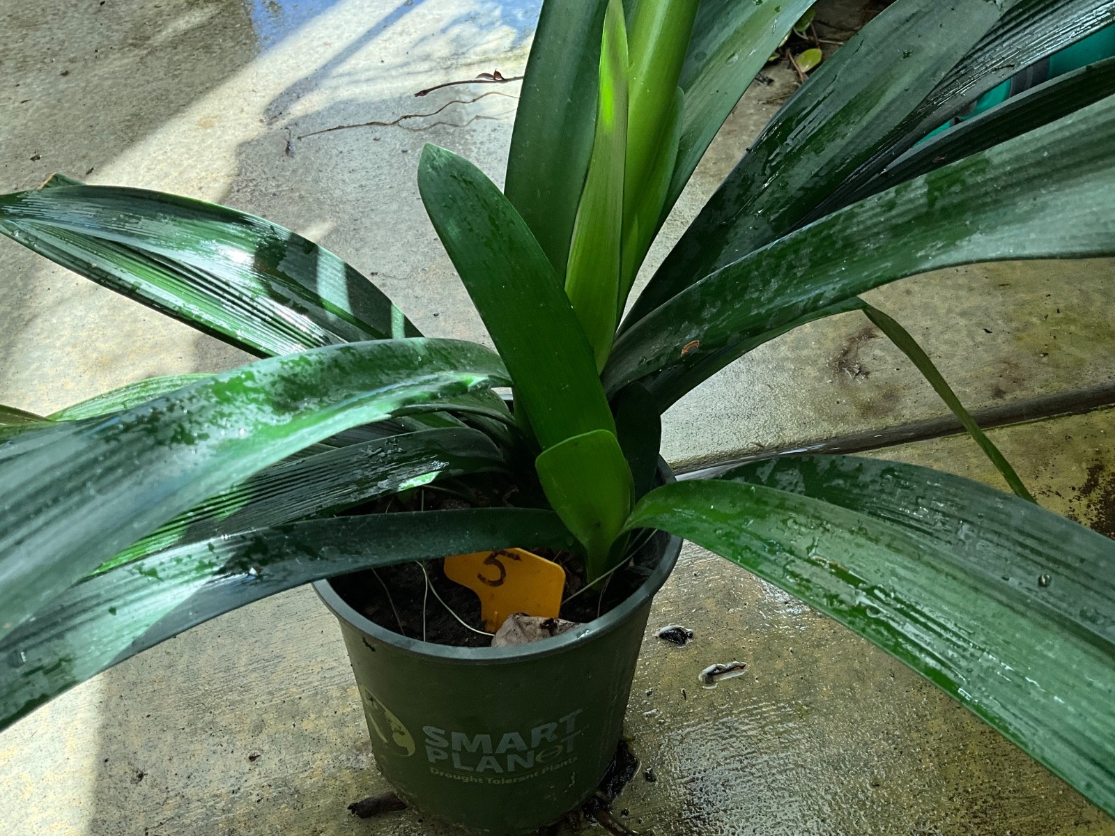 Clivia Miniata, Bush Lily, Orange Flowers,